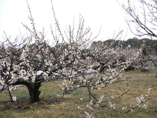 sakata ume2.JPG